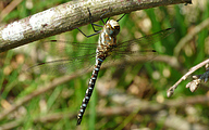 Migrant Hawker (Male, Aeshna mixta)